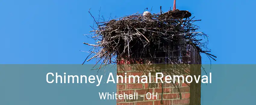 Chimney Animal Removal Whitehall - OH