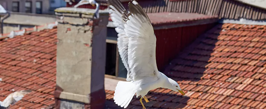 Residential Chimney Animal Removal Solution in Whitehall, OH